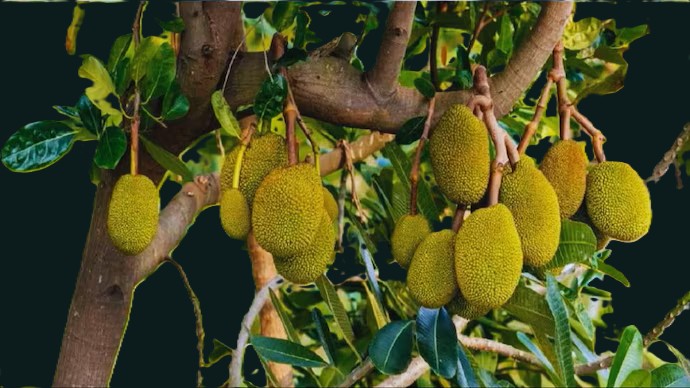 jackfruit-1 Jackfruit